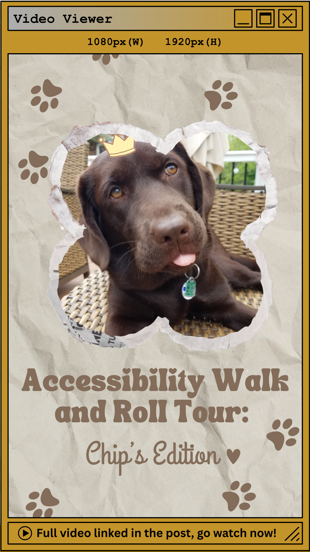 Stylized promotional graphic resembling a video viewer interface with a crumpled paper texture background. A central paw print cutout reveals a chocolate Labrador puppy named Chip, seated on a wicker chair, wearing a collar with a tag and a cartoon crown on its head. Surrounding the cutout are scattered paw prints. Text that reads “Accessibility Walk and Roll Tour: Chip’s Edition ♥” at the top.