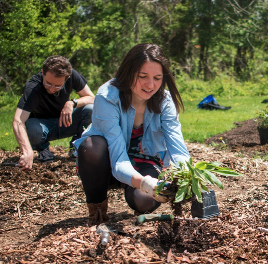Photo of two people crouching to plant seedlings in mulch outside