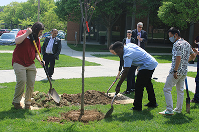 A group of people outdoors using shovels to plant a young tree in a grassy area on campus.